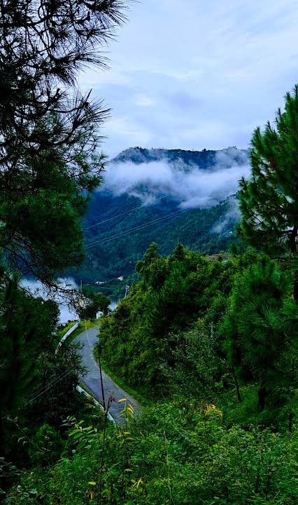 Black-top road winding through pine trees with clouds over the valley