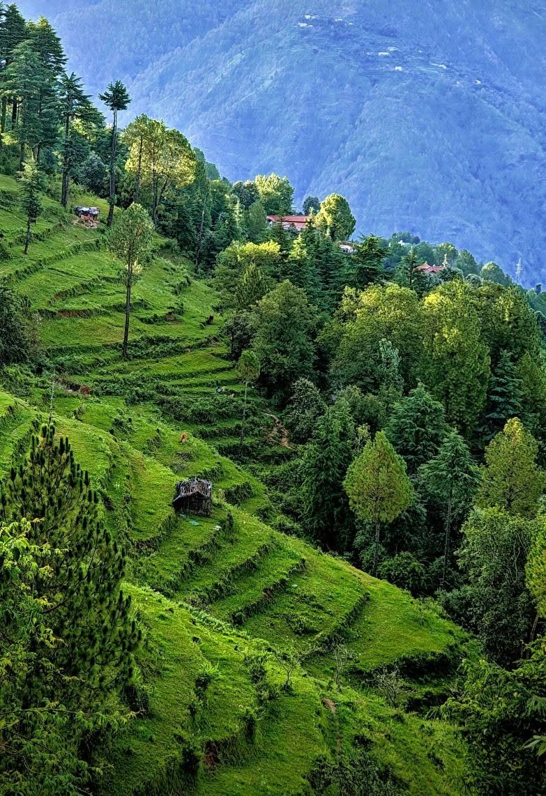 Terraced green slopes and pine forest in the Kumaon hills